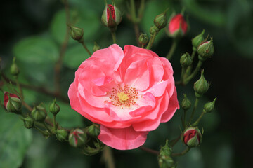 バラ：アンジュラ