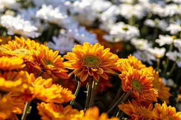 Blooming yellow flowers of chrysanthemums with dew drops on the petals closeup on a blurred background. Selective focus