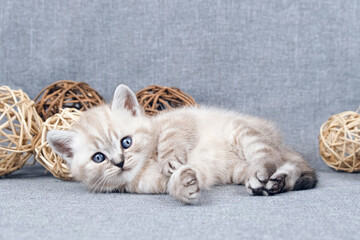 Kitten is isolated on a gray background with rattan balls. Kitten and toys. Cat and wicker balls. Scottish purebred cat.