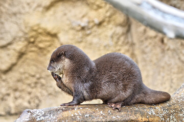 コツメカワウソ
