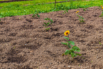 咲き始めたヒマワリ