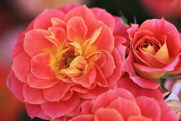 ミニバラ：マンダリン