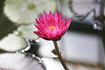 マイアミローズ・水面の花