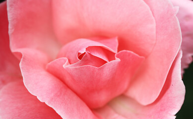 バラ・マクロの魅力