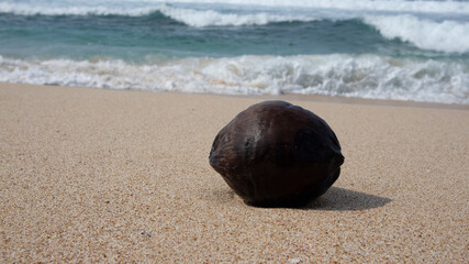 Fototapeta na wymiar Coconut in the beach with blue ocean as the background