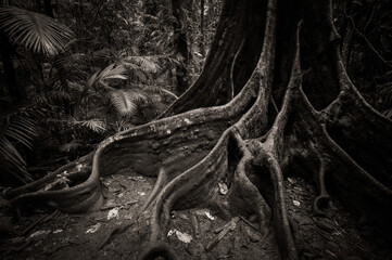 Tree buttress roots, Wooroonooran National Park, Atherton Tablelands