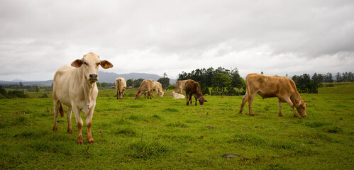 Cattle grazing, Atherton Tablelands