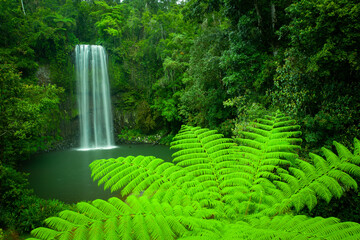 Millaa Millaa Falls, Atherton Tablelands