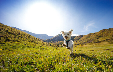 Malteser-Hund springt glücklich über die Hochebene auf der Elsigenalp (Berner Oberland, Schweiz)
