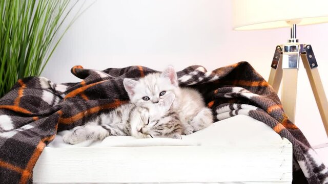 The kitten lies on a sleeping kitten. Kitten in bed under a blanket near a night lamp isolated on a white background. The cat is resting in bed in the evening. The cat is under the blanket.