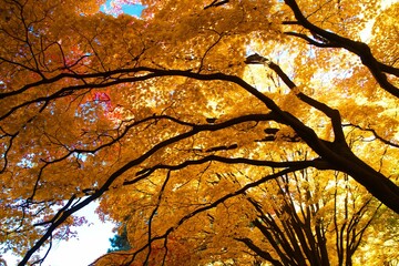 黄金色のイチョウ並木