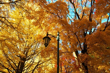 黄金色のイチョウ並木