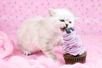 The cat tries to bite the cake. Cat and cupcake. Cat with cream. The cat eats human food. Cat and...