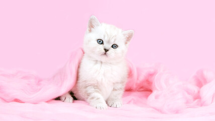 Fototapeta na wymiar White cat isolated on a pink background. Cat among pink color. Cat and pink woolen bedding.