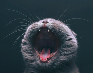 close up of a cat