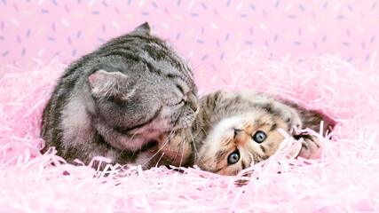 The cat and the kitten lie in pink cut paper. Cats isolated on a pink background.
