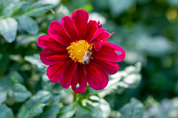 The bee is sitting on a red flower