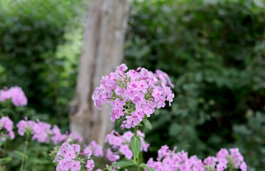 Obraz premium Pink Flowers in front of Tree