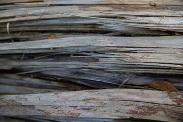 Naklejka premium Broken tree split in half exposing its twisted fibres in forest in Japan
