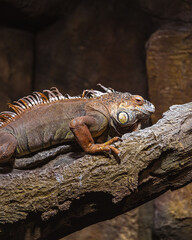 Iguana
