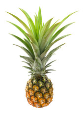 Fresh pineapple is a beautifully shaped fruit on a white background. Isolated.