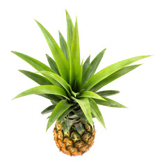 Fresh pineapple is a beautifully shaped fruit on a white background. Isolated.