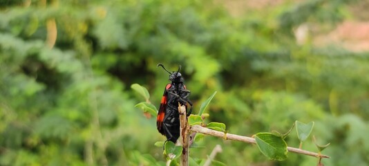 butterfly on the grass