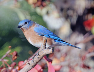 Eastern Bluebird