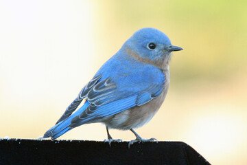 Eastern Bluebird