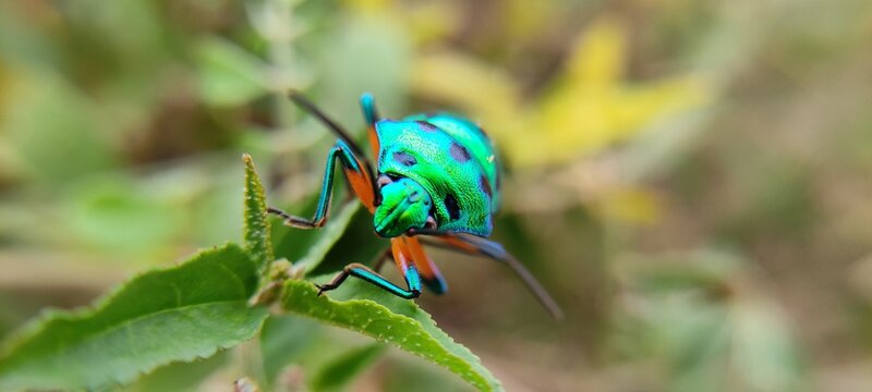 blue butterfly on green grass