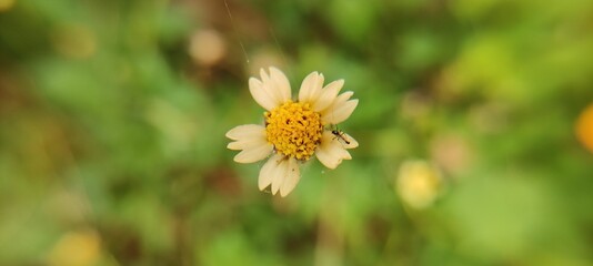 bee on yellow flower