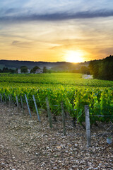 Sunset over vineyards of Beaujolais, Rhone, France