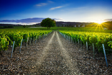 Sunset time over vineyards of Frontenas village, Beaujolais, France