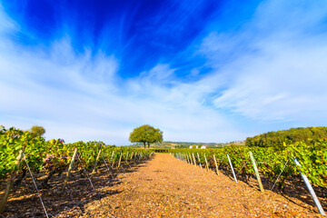 Vineyards of Frontenas in Beaujolais land