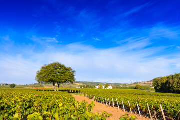 Vineyards of Frontenas in Beaujolais land