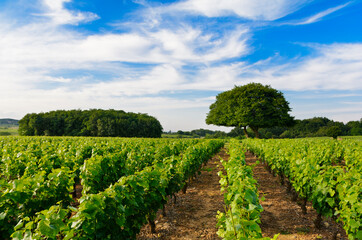 Fototapeta na wymiar Vineyards of Frontenas village, Beaujolais, France