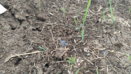 digging in the garden
