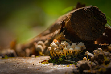 Au coeur de la forêt - Champignons