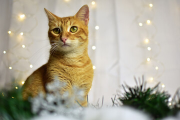 Sitting cat with lights and christmas decorations