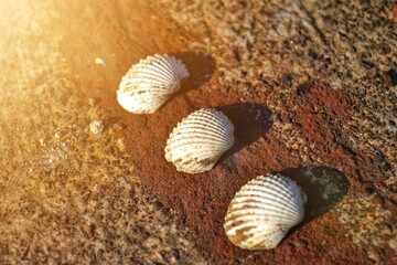 shells on the beach