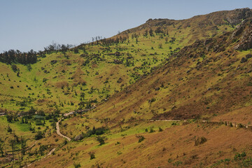 Fototapeta premium Lomas de Lachay, Peru, in its final season, beginning of summer. 