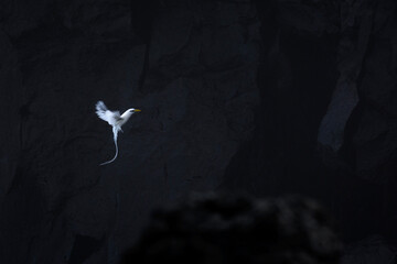 Paille en Queue or Phaeton bird, Reunion island