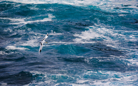 Paille En Queue Or Phaeton Bird, Reunion Island