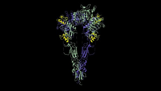 Structure of full-length insulin receptor (blue and grey) bound to four insulin molecules (yellow). Animated rotating 3D cartoon and surface models, PDB 6pxv, black background