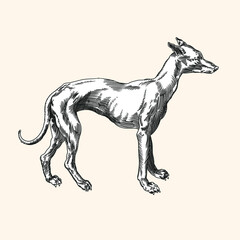 Hound breed dog. Vector image of a medieval engraving on a beige background.