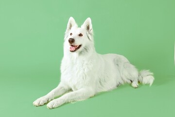 swiss shepherd dog in colored background studio
