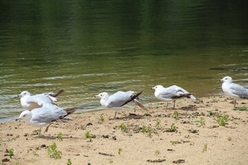 seagulls on the beach