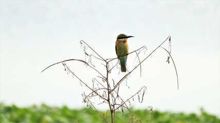 Beautiful Hummingbirds perched on a plant it is a beautiful natural