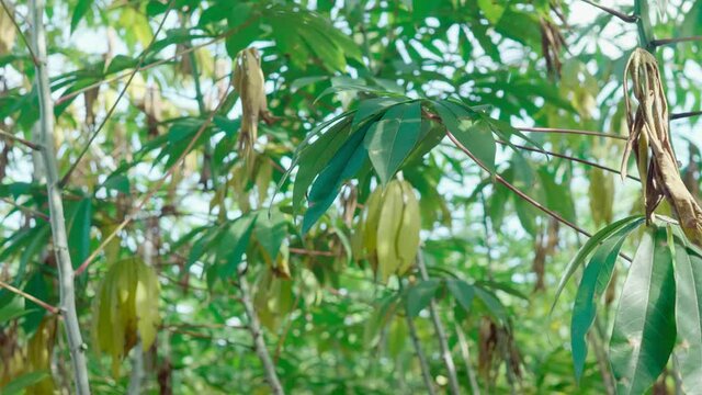 The cassava plantations in tropical areas have fresh green leaves growing.