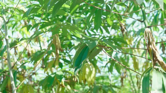 The cassava plantations in tropical areas have fresh green leaves growing.